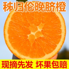 【特产】秭归伦晚甜橙（3斤小果）